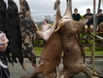 Rimutaka Tavern Sports Bar pig hunting competition weigh-in, Upper Hutt