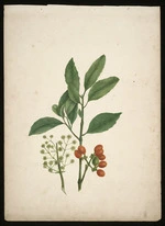 Tizard, Frances Walker, 1850-1895 :[Hedycarya aborea]. October in berry. Thames 1880. Flowers in Nov[embe]r.