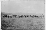 Bullock team at Makarau