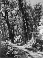 Scene on a tour in Fiordland undertaken by Thomas Mackenzie and party