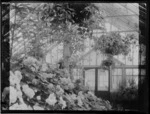 Interior of conservatory with begonias and fuchsias, possibly Botanic Gardens, Timaru