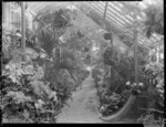 Greenhouse, probably of Mr B Sutherland, Homewood, Karori, Wellington