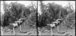 Mr Butler with his bullock team, Leith Valley, Dunedin