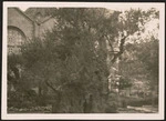 Olive tree in Garden of Gethsemene