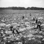 Packing cabbages for United States forces, Levin