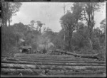 Logs at the Mountain Rimu Timber Company at Mamaku.