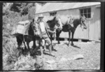 An unidentified man with three pack horses, outside Howden Hut, Southland Region