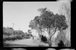 Alice Williams on road, by kanuka tree, [Canterbury Region]