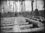 Kahikatea logs on the skids at Christie's Bush, near Christie's Mill, Hikurangi