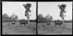 Cows in paddock with cabbage tree, Motohou Station, Brunswick, Whanganui Region