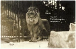 King Dick the lion, Wellington Zoo