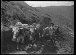 Bullock team and bullocky on hillside, near Piha.