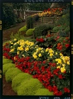 View of `Dudlis' Swiss Begonia Gardens,' Kaponga, Taranaki