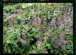 Primulas and hostas in a garden called `Stonehaven,' Ruapuna, Canterbury