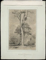 Swainson, William, 1789-1855 :Rata embracing a Puekatia, Petoni Forest N.Zd. / W.Swainson 1848.