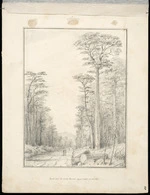 Swainson, William, 1789-1855 :Road thro' the Birch Forest, Upper Hutt (in Oct 1847. 28 Oct '47 / W Swainson, 1848.