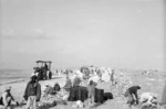 New Zealand Engineers constructing a road in Egypt during World War 2