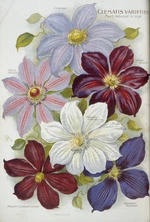 Nairn and Sons, Lincoln Road, Christchurch, N.Z. :Clematis varieties. 1906.