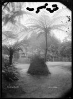 Tree ferns at Pukekura Park, New Plymouth