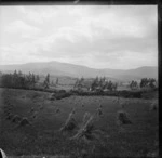 Oat stooks in a paddock, in the vicinity of Maori Hill, Dunedin