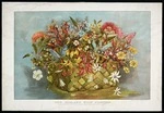 Brown, Jessie :New Zealand wild flowers, some specimens of the beautiful bush blossoms from native shrubs and trees. Auckland, N.Z. Graphic Fine Art printing works, 1905.