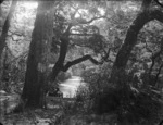 Bush scene on the Milford Track