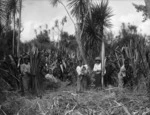 Maori group cutting flax at Lake Ohia