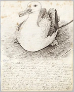 Sketch of an albatross