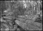 Hauling logs on railway wagons, on the way to Ellis & Burnand's sawmill at Mangapehi.