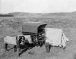 Horses alongside a cart and tent, probably J N Taylor's travelling darkroom