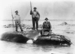 Tom Jackson, Tom Norton and Jim Norton and whale, Kaikoura