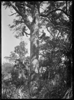 Kauri gum climbers at work near Anawhata.