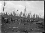 Team of horses hauling logs to the Rangataua sawmill.