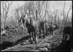 Horse-drawn rail timber wagon hauling a log to the mill at Horopito