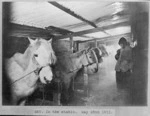 Mongolian ponies in the stable during the British Antarctic Expedition of 1911-1913