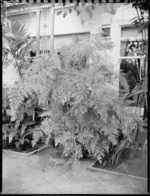 Large potted fern, Homewood, Karori, Wellington