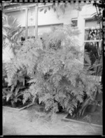 Large potted fern, Homewood, Karori, Wellington