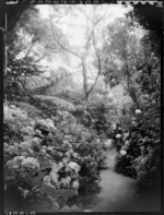 Garden view at Homewood, Karori, Wellington