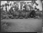 Garden view showing lawn and cabbage trees at Homewood, Karori, Wellington