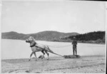 Preparations for the British Antarctic Expedition (1907-1909); shows a horse pulling a man on a sledge, along the beach