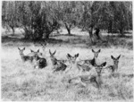 Deer at Awhea Station, Martinborough, Wairarapa