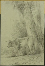 Swainson, William, 1789-1855 :Hutt cattle. 1847