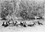 Deer at Awhea Station, Martinborough, Wairarapa