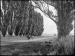 Horse and cart on a road lined with poplar and gum trees, Geraldine district