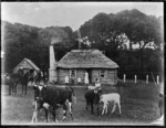 Te Roto, Chatham Islands