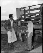 Bobby calf being weighed and collected for Southdown Freezing Works in Auckland - Photograph taken by Gregor Riethmaier