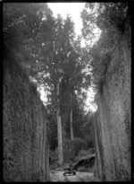 Ellis and Burnand tramway at Ongarue, as seen through a cutting