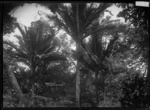 Nikau palms on Great Barrier Island