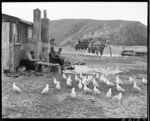 Splitting, boning and drying eels at Lake Forsyth, Canterbury - Photograph taken by K V Bigwood