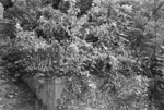 Grave of Levy Tandy, plot 4508 Bolton Street Cemetery